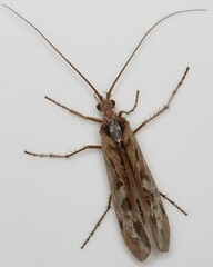 Limnephilus marmoratus