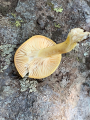 Hygrophorus chrysodon
