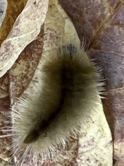Halysidota