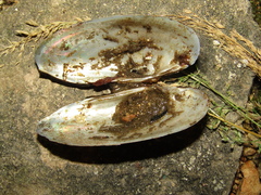 Unio pictorum