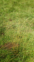 Deschampsia cespitosa