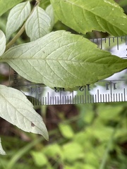 Pycnanthemum albescens