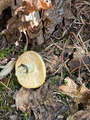 Hygrophorus chrysodon