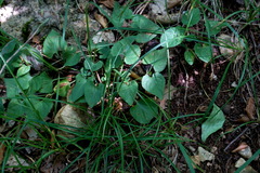 Viola sieheana