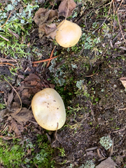 Hygrophorus chrysodon