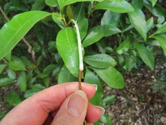 Peddiea africana