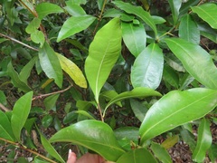 Peddiea africana