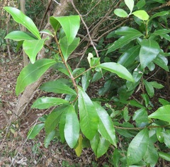 Peddiea africana