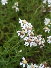 Achillea ptarmica