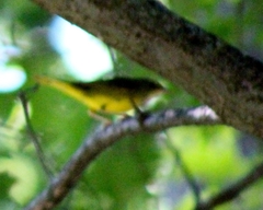 Geothlypis philadelphia