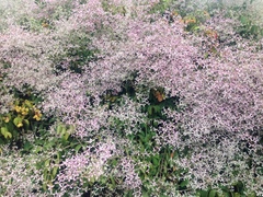 Congea tomentosa