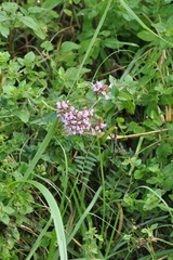 Origanum vulgare