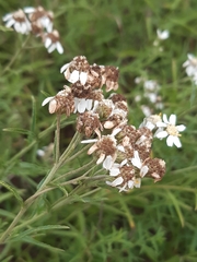 Achillea ptarmica