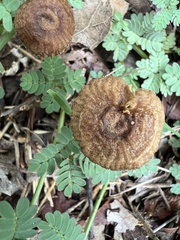 Lentinus crinitus