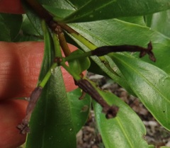 Peddiea africana