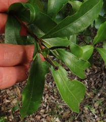 Peddiea africana