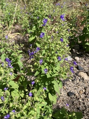 Trichostema dichotomum