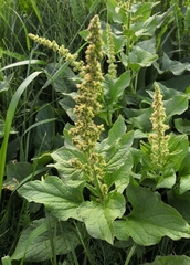 Blitum bonus-henricus