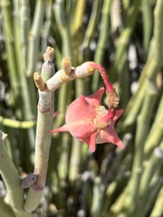 Euphorbia lomelii