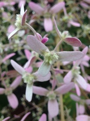 Congea tomentosa