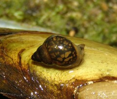 Bithynia tentaculata