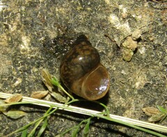Bithynia tentaculata