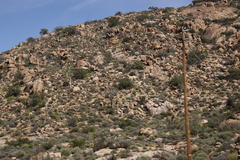 Aloidendron dichotomum