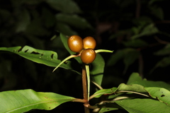 Carapichea ligularis