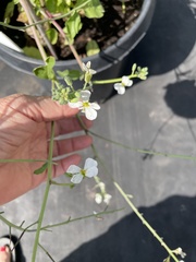 Brassicaceae