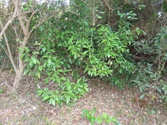 Peddiea africana