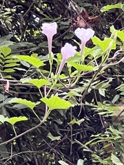 Ipomoea cairica