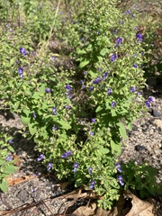 Trichostema dichotomum