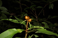 Carapichea ligularis