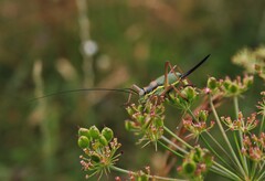 Ephippiger ephippiger