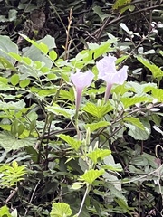 Ipomoea cairica