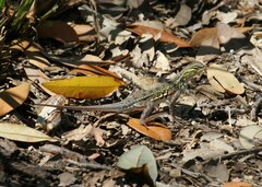 Holbrookia propinqua