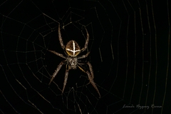 Eriophora