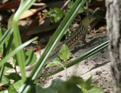 Holbrookia propinqua