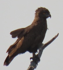 Circaetus cinereus