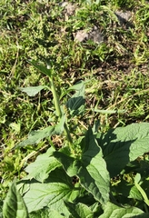 Blitum bonus-henricus