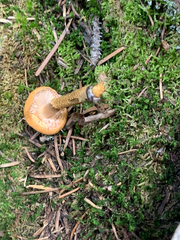 Cystoderma amianthinum