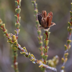 Euchaetis pungens