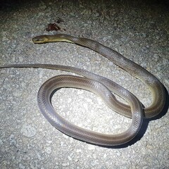 Zamenis longissimus