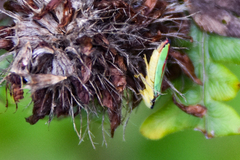 Graphocephala fennahi
