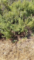 Baccharis pilularis