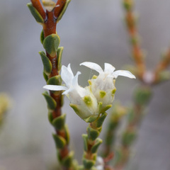 Euchaetis pungens