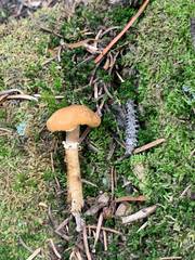 Cystoderma amianthinum