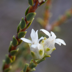 Euchaetis pungens