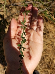 Genista monspessulana