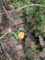 Cystoderma amianthinum